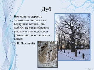 Проект про жизнь деревьев зимой