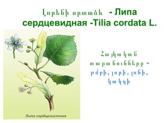 Հա յկա կա ն
տ ա րա նունները -
թ մբի, լորի , լռնի ,
կա կղի
- ЛипаԼորենի սրտաձև
сердцевидная -Tilia cordata L.
 