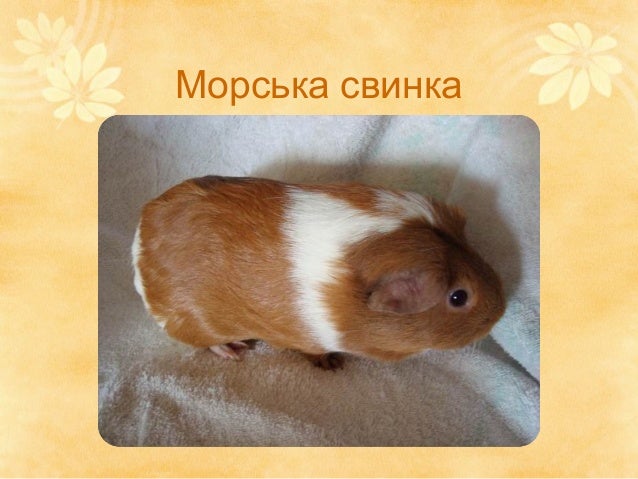 Мої домашні улюбленці