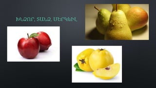 ԽՆՁՈՐ, ՏԱՆՁ, ՍԵՐԿևԻԼ
 