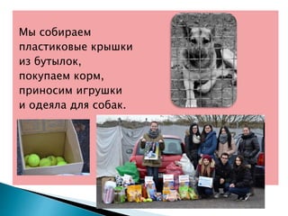 Мы собираем
пластиковые крышки
из бутылок,
покупаем корм,
приносим игрушки
и одеяла для собак.
 