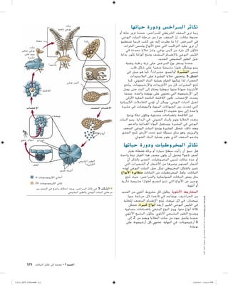 التكاثر في النباتات | PDF