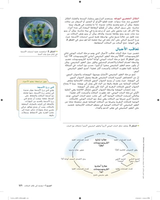 التكاثر في النباتات | PDF