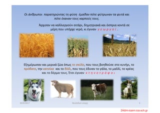 Οι άνθρωποι  παρατηρώντας τη φύση  έμαθαν πότε φύτρωναν τα φυτά και 
πότε έκαναν τους καρπούς τους.
Άρχισαν να καλλιεργούν σιτάρι, δημητριακά και όσπρια κοντά σε 
μέρη που υπήρχε νερό, κι έγιναν  γ ε ω ρ γ ο ί .
Εξημέρωσαν και μερικά ζώα όπως το σκύλο, που τους βοηθούσε στο κυνήγι, το 
πρόβατο, την κατσίκα και το βόδι, που τους έδιναν το γάλα, το μαλλί, το κρέας 
και το δέρμα τους. Έτσι έγιναν  κ τ η ν ο τ ρ ό φ ο ι
20/4/2017 3Νεολιθική εποχή
24dim-ioann.ioa.sch.gr
 