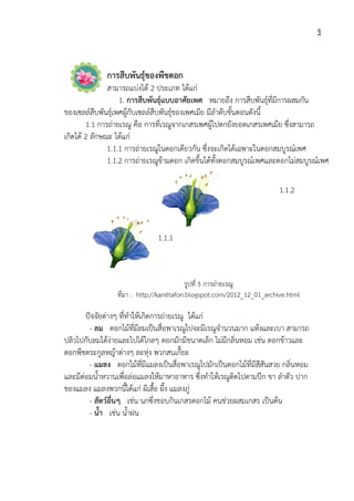 การสืบพันธุของพืชดอก
สามารถแบงได
1. การสืบพันธุแบบอาศัยเพศ
ของเซลลสืบพันธุเพศผูกับเซลลสืบพันธุของเพศเมีย
1.1 การถายเรณู
เกิดได 2 ลักษณะ ไดแก
1.1.1 การถายเรณู
1.1.2 การถายเรณูขามดอก เกิดขึ้นไดทั้งดอกสมบูรณเพศและดอกไมสมบูรณเพศ
ปจจัยตางๆ ที่ทําใหเกิดการถาย
- ลม ดอกไมที่มีลมเปนสื่อพา
ปลิวไปกับลมไดงายและไปไดไกลๆ
ดอกพืชตระกูลหญาตางๆ
- แมลง ดอกไมที่มีแมลงเปนสื่อพา
และมีตอมน้ําหวานเพื่อลอแมลงใหมาหาอาหาร
ของแมลง แมลงพวกนี้ไดแก
- สัตวอื่นๆ เชน
- น้ํา เชน น้ําฝน
ที่มา
การสืบพันธุของพืชดอก
สามารถแบงได 2 ประเภท ไดแก
การสืบพันธุแบบอาศัยเพศ หมายถึง การสืบพันธุที่มีการผสมกัน
ของเซลลสืบพันธุเพศผูกับเซลลสืบพันธุของเพศเมีย มีลําดับขั้นตอนดังนี้
เรณู คือ การที่เรณูจากเกสรเพศผูไปตกยังยอดเกสรเพศเมีย ซึ่งสามารถ
ลักษณะ ไดแก
การถายเรณูในดอกเดียวกัน ซึ่งจะเกิดไดเฉพาะในดอก
การถายเรณูขามดอก เกิดขึ้นไดทั้งดอกสมบูรณเพศและดอกไมสมบูรณเพศ
ที่ทําใหเกิดการถายเรณู ไดแก
ดอกไมที่มีลมเปนสื่อพาเรณูไปจะมีเรณูจํานวนมาก แหงและเบา
ปลิวไปกับลมไดงายและไปไดไกลๆ ดอกมักมีขนาดเล็ก ไมมีกลิ่นหอม เชน
ดอกพืชตระกูลหญาตางๆ ละหุง พวกสนเกี๊ยะ
ดอกไมที่มีแมลงเปนสื่อพาเรณูไปมักเปนดอกไมที่มีสีสันสวย
และมีตอมน้ําหวานเพื่อลอแมลงใหมาหาอาหาร ซึ่งทําใหเรณูติดไปตามปก
แมลงพวกนี้ไดแก ผีเสื้อ ผึ้ง แมลงภู
เชน นกซึ่งชอบกินเกสรดอกไม คนชวยผสมเกสร
เชน น้ําฝน
รูปที่ 5 การถายเรณู
ที่มา : http://kanittafon.blogspot.com/2012_12_01_archive.html
1.1.1
เรณู
ฐ
การสืบพันธุที่มีการผสมกัน
มีลําดับขั้นตอนดังนี้
การที่เรณูจากเกสรเพศผูไปตกยังยอดเกสรเพศเมีย ซึ่งสามารถ
ในดอกเดียวกัน ซึ่งจะเกิดไดเฉพาะในดอกสมบูรณเพศ
การถายเรณูขามดอก เกิดขึ้นไดทั้งดอกสมบูรณเพศและดอกไมสมบูรณเพศ
แหงและเบา สามารถ
เชน ดอกขาวและ
เรณูไปมักเปนดอกไมที่มีสีสันสวย กลิ่นหอม
ดไปตามปก ขา ลําตัว ปาก
คนชวยผสมเกสร เปนตน
http://kanittafon.blogspot.com/2012_12_01_archive.html
1.1.2
เรณู
 