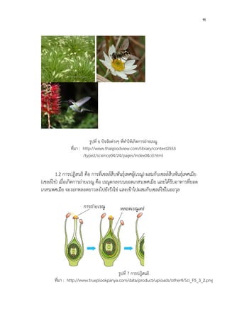 1.2 การปฏิสนธิ
(เซลลไข) เมื่อเกิดการถายเรณู คือ เรณูตกลงบนยอดเกสรเพศเมีย และไดรับอาหารที่ยอด
เกสรเพศเมีย จะงอกหลอดยาวลงไปยังรังไข และเขาไปผสมกับเซลล
ที่มา : http://www.trueplookpanya.com/data/product/uploads/other4/Sci_P5_3_2.png
ที่มา :
การปฏิสนธิ คือ การที่เซลลสืบพันธุเพศผู(เรณู) ผสมกับเซลลสืบพันธุเพศเมีย
เมื่อเกิดการถายเรณู คือ เรณูตกลงบนยอดเกสรเพศเมีย และไดรับอาหารที่ยอด
เกสรเพศเมีย จะงอกหลอดยาวลงไปยังรังไข และเขาไปผสมกับเซลลไขในออวุล
รูปที่ 7 การปฏิสนธิ
http://www.trueplookpanya.com/data/product/uploads/other4/Sci_P5_3_2.png
รูปที่ 6 ปจจัยตางๆ ที่ทําใหเกิดการถายเรณู
: http://www.thaigoodview.com/library/contest2553
/type2/science04/24/pages/index04cd.html
ฑ
ผสมกับเซลลสืบพันธุเพศเมีย
เมื่อเกิดการถายเรณู คือ เรณูตกลงบนยอดเกสรเพศเมีย และไดรับอาหารที่ยอด
ไขในออวุล
http://www.trueplookpanya.com/data/product/uploads/other4/Sci_P5_3_2.png
http://www.thaigoodview.com/library/contest2553
 