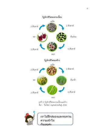 2 สัปดาห
2 สัปดาห
ผล
2 สัปดาห
2 สัปดาห
ผล
วัฏจักรชีวิตของกระเจี๊ยบ
วัฏจักรชีวิตของขาว
รูปที่ 13 วัฏจักรชีวิตของกระเจี๊ยบและขาว
ที่มา : วิไลรัตน อนุสรณประดิษฐ ,2558.
เราไปฝกสมองและทบทวน
ความเขาใจ
กันเลยคะ
เมล็ด
สัปดาห
สัปดาห
2 สัปดาห
ผล
ดอก
6 สัปดาห
เมล็ด
สัปดาห
สัปดาห
2 สัปดาห
ผล
ดอก
6 สัปดาห
ถ
เราไปฝกสมองและทบทวน
สัปดาห
ตนออน
สัปดาห
สัปดาห
ตนกลา
สัปดาห
 