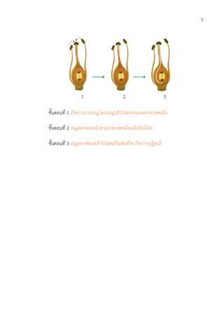 ร
1 2 3
ขั้นตอนที่ 1 เกิดการถายเรณู โดยเรณูปลิวไปตกบนยอดเกสรเพศเมีย
ขั้นตอนที่ 2 เรณูงอกหลอดไปตามเกสรเพศเมียลงไปยังรังไข
ขั้นตอนที่ 3 เรณูงอกหลอดเขาไปผสมกับเซลลไข เกิดการปฏิสนธิ
 