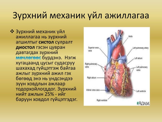 зүрх судасны физиологи