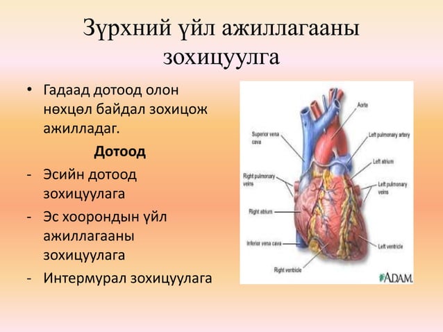 зүрх судасны физиологи
