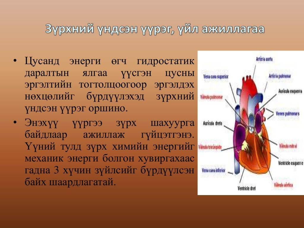 зүрх судасны физиологи