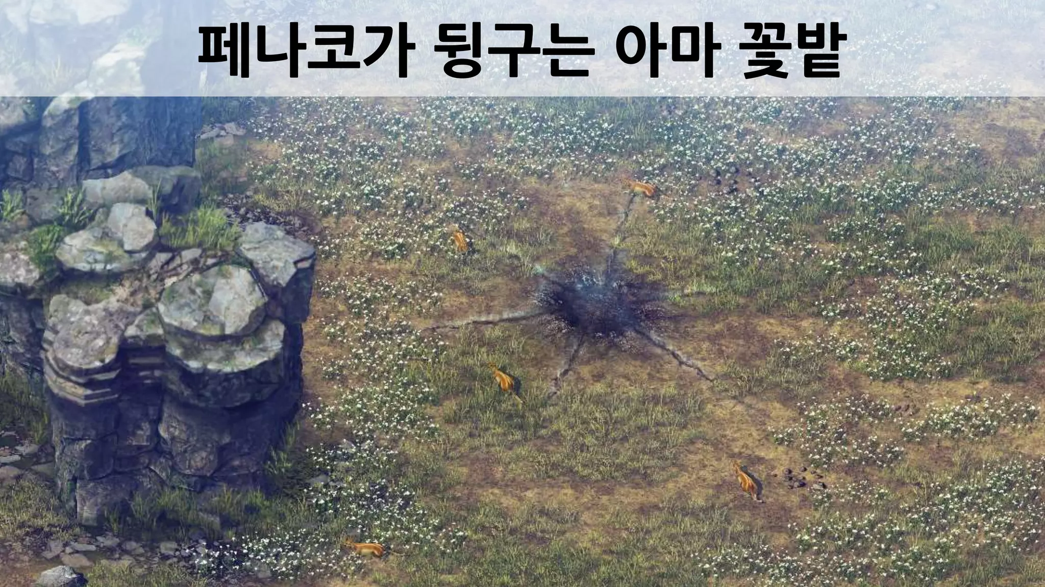 페나코가 뒹구는 아마 꽃밭
 