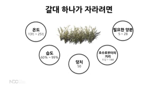 온도
13℃ ~ 25℃
습도
60% ~ 99%
필요한 양분
5 ~ 28
덩치
50
호수로부터의
거리
112 ~ 144
갈대 하나가 자라려면
 