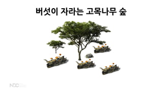 버섯이 자라는 고목나무 숲
 