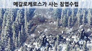 메갈로케로스가 사는 침엽수립
 