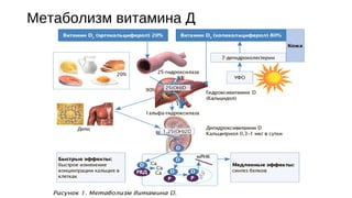 Метаболизм витамина Д
 