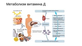 Метаболизм витамина Д
 