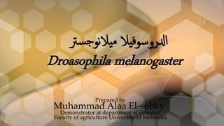 ‫يال‬‫ف‬‫ادلروسو‬‫سرت‬‫ج‬‫نو‬‫ال‬‫ي‬‫م‬
Droasophila melanogaster
Prepared by
Muhammad Alaa El-sobky
Demonstrator at department of Genetics
Faculty of agriculture University of Menoufia
 