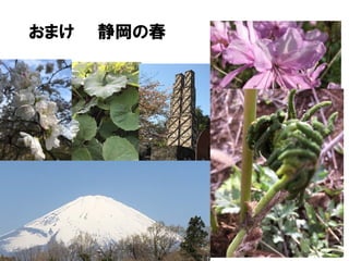 おまけ 静岡の春
 