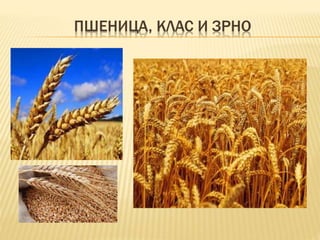 Живот Срба у прошлости – рад, песме и хлеб | PPT