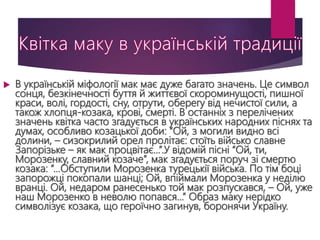  В українській міфології мак має дуже багато значень. Це символ
сонця, безкінечності буття й життєвої скороминущості, пишної
краси, волі, гордості, сну, отрути, оберегу від нечистої сили, а
також хлопця-козака, крові, смерті. В останніх з перелічених
значень квітка часто згадується в українських народних піснях та
думах, особливо козацької доби: “Ой, з могили видно всі
долини, – сизокрилий орел пролітає: стоїть військо славне
Запорізьке – як мак процвітає...”.У відомій пісні “Ой, ти,
Морозенку, славний козаче”, мак згадується поруч зі смертю
козака: “…Обступили Морозенка турецькії війська. По тім боці
запорожці покопали шанці; Ой, впіймали Морозенка у неділю
вранці. Ой, недаром ранесенько той мак розпускався, – Ой, уже
наш Морозенко в неволю попався…” Образ маку нерідко
символізує козака, що героїчно загинув, боронячи Україну.
 