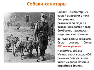 Собаки-санитары
Собаки из санитарных
частей вывозили с поля
боя раненых,
разыскивали людей в
развалинах домов после
бомбежек, приводили
медицинскую помощь.
За годы войны собаками
было спасено более
700 тысяч раненых.
Например, собака
Мухтар спасла около 400
раненых бойцов, в том
числе и своего хозяина –
ефрейтора Зорина.
 
