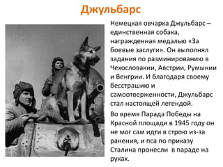 Джульбарс
Немецкая овчарка Джульбарс –
единственная собака,
награжденная медалью «За
боевые заслуги». Он выполнял
задания по разминированию в
Чехословакии, Австрии, Румынии
и Венгрии. И благодаря своему
бесстрашию и
самоотверженности, Джульбарс
стал настоящей легендой.
Во время Парада Победы на
Красной площади в 1945 году он
не мог сам идти в строю из-за
ранения, и пса по приказу
Сталина пронесли в параде на
руках.
 