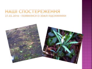 первоцвіти просять захисту
