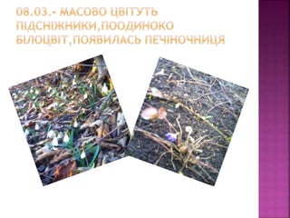 первоцвіти просять захисту