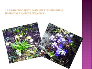 первоцвіти просять захисту