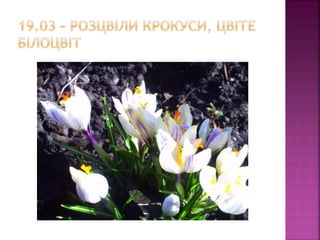 первоцвіти просять захисту