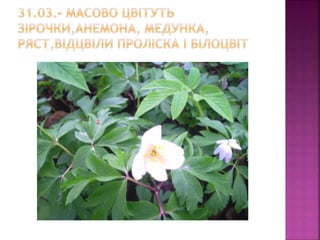 первоцвіти просять захисту