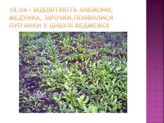 первоцвіти просять захисту