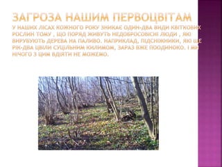 первоцвіти просять захисту