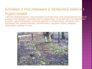 первоцвіти просять захисту