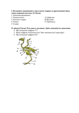 2. Встановіть відповідність між класом тварин та притаманним йому
типом нервової системи. (1.5 бали).
1. Кишковопорожнинні;
2. Членистоногі;
3. Кільчасті черви;
4. Птахи;
5. Ссавці.
А) Дифузна;
Б) Вузлова;
Г) Трубчаста.
ІV рівень(3 бали). Розгляньте малюнок. Дайте відповіді на запитання:
4. Що позначено цифрою 17?
5. Якою цифрою позначено кіль? Яке значення цієї структури?
6. Що позначено цифрою 20?
 