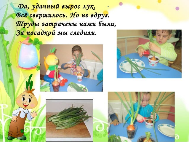 Факты про лук