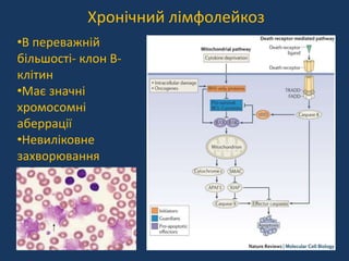 патофізіологія білої крові Slide 26