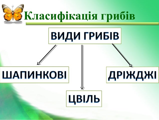 Результат пошуку зображень за запитом класифікація грибів