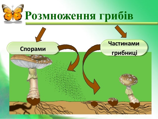 Результат пошуку зображень за запитом розмноження грибів