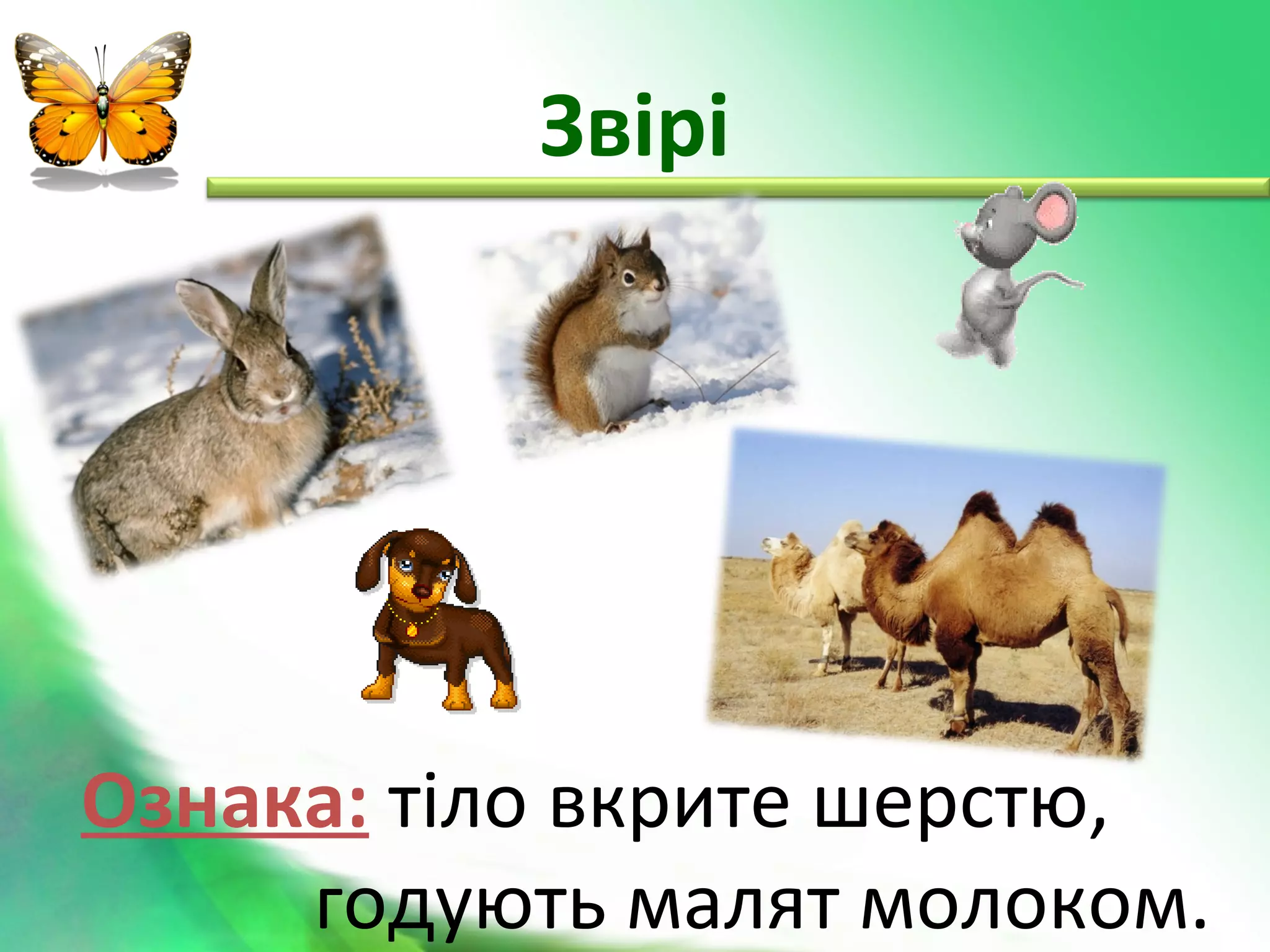 Різноманітність тварин у природі | PPT