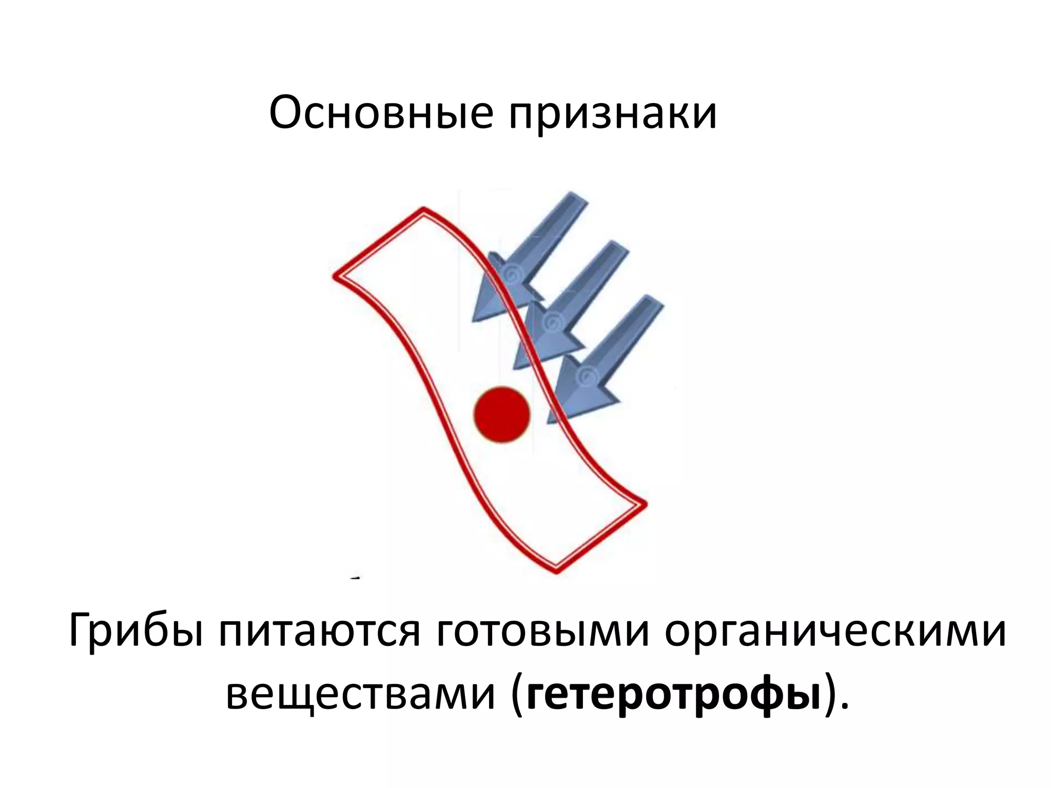 Основные признаки
Грибы питаются готовыми органическими
веществами (гетеротрофы).
 