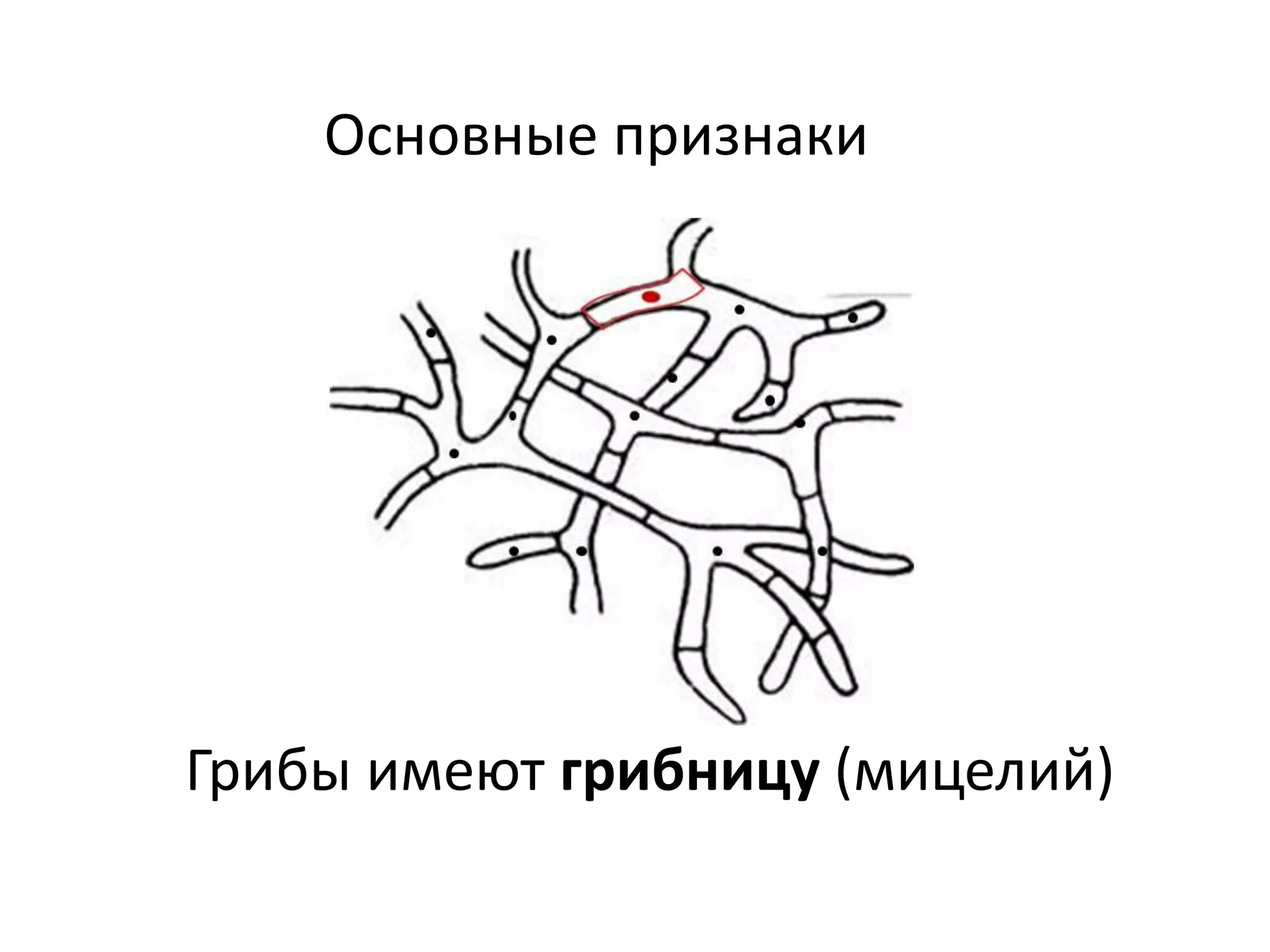 Основные признаки
Грибы имеют грибницу (мицелий)
 