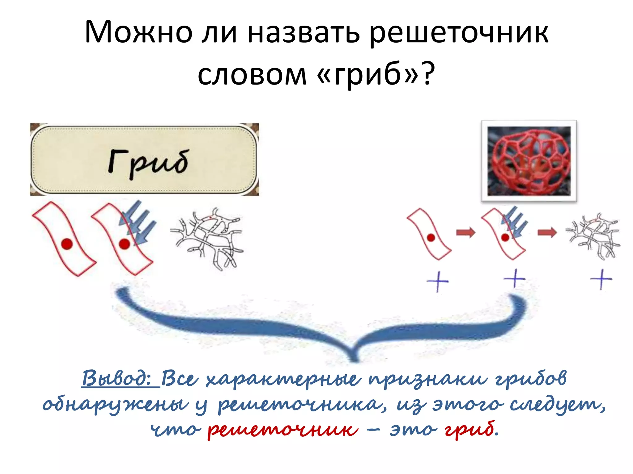 Можно ли назвать решеточник
словом «гриб»?
Вывод: Все характерные признаки грибов
обнаружены у решеточника, из этого следует,
что решеточник – это гриб.
 