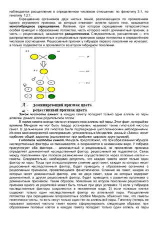 наблюдается расщепление в определенном числовом отношении: по фенотипу 3:1, по
генотипу 1:2:1.
Скрещивание организмов двух чистых линий, различающихся по проявлениям
одного изучаемого признака, за которые отвечают аллели одного гена, называется
моногибридное скрещивание. Явление, при котором скрещивание гетерозиготных
особей приводит к образованию потомства, часть которого несёт доминантный признак, а
часть — рецессивный, называется расщеплением. Следовательно, расщепление — это
распределение доминантных и рецессивных признаков среди потомства в определённом
числовом соотношении. Рецессивный признак у гибридов первого поколения не исчезает,
а только подавляется и проявляется во втором гибридном поколении.
Закон чистоты гамет: в каждую гамету попадает только одна аллель из пары
аллелей данного гена родительской особи.
В норме гамета всегда чиста от второго гена аллельной пары. Этот факт, который во
времена Менделя не мог быть твердо установлен, называют также гипотезой чистоты
гамет. В дальнейшем эта гипотеза была подтверждена цитологическими наблюдениями.
Из всех закономерностей наследования, установленных Менделем, данный «Закон» носит
наиболее общий характер (выполняется при наиболее широком круге условий).
Гипотеза чистоты гамет. Мендель предположил, что при образовании гибридов
наследственные факторы не смешиваются, а сохраняются в неизменном виде. У гибрида
присутствуют оба фактора — доминантный и рецессивный, но проявление признака
определяет доминантный наследственный фактор, рецессивный же подавляется. Связь
между поколениями при половом размножении осуществляется через половые клетки —
гаметы. Следовательно, необходимо допустить, что каждая гамета несет только один
фактор из пары. Тогда при оплодотворении слияние двух гамет, каждая из которых несет
рецессивный наследственный фактор, будет приводить к образованию организма с
рецессивным признаком, проявляющимся фенотипически. Слияние же гамет, каждая из
которых несет доминантный фактор, или же двух гамет, одна из которых содержит
доминантный, а другая рецессивный фактор, будет приводить к развитию организма с
доминантным признаком. Таким образом, появление во втором поколении рецессивного
признака одного из родителей может быть только при двух условиях: 1) если у гибридов
наследственные факторы сохраняются в неизменном виде; 2) если половые клетки
содержат только один наследственный фактор из аллельной пары. Расщепление
потомства при скрещивании гетерозиготных особей Мендель объяснил тем, что гаметы
генетически чисты, то есть несут только один ген из аллельной пары. Гипотезу (теперь ее
называют законом) чистоты гамет можно сформулировать следующим образом: при
образовании половых клеток в каждую гамету попадает только один аллель из пары
 