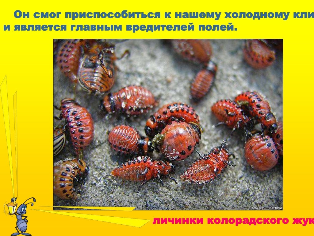 Насекомые вредители