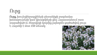 Ուրց
Ուրց, խուլեղինջազգիների ընտանիքի բազմամյա
խոտաբույսերի կամ կիսաթփերի ցեղ։ Հայաստանում շատ
տարածված ու ժողովրդի կողմից լայնորեն գործածվող բույս
է։ Հայտնի է մոտ 150 տեսակ։
 