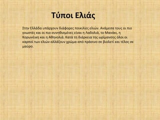 Τύποι Ελιάς
Στην Ελλάδα υπάρχουν διάφορες ποικιλίες ελιών. Ανάμεσα τους οι πιο
γνωστές και οι πιο συνηθισμένες είναι η Λαδολιά, το Μανάκι, η
Κορωνέικη και η Αθηνολιά. Κατά τη διάρκεια της ωρίμανσης όλοι οι
καρποί των ελιών αλλάζουν χρώμα από πράσινο σε βιολετί και τέλος σε
μαύρο.
 