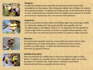 Καλαμών
Η καλύτερη εποχή για τη συγκομιδή της ποικιλίας αυτής είναι μεταξύ
Δεκεμβρίου και Ιανουάριου. Έχει ασύμμετρο σχήμα ενώ το βάρος του καρπού
είναι αρκετά αυξημένο. Το δέντρο της Καλαμών έχει τη δυνατότητα να αντέχει
σε όλες τις θερμοκρασίες κλίματος δίνοντας εξαιρετικούς καρπούς. Η ποικιλία
αυτή είναι και παγκοσμίως και η πιο γνωστή ελιά τραπεζιού.
Κορωνέικη
Είναι η πιο γνωστή ποικιλία ελιάς στην Ελλάδα αφού της αντιστοιχεί το 60%
της ελληνικής παραγωγής. Έχει μικρό μέγεθος και ωριμάζει από τον
Οκτώβριο μέχρι το Δεκέμβριο. Παρά το ότι το κορωνέικο δέντρο χρειάζεται
ελάχιστη φροντίδα και μπορεί να αντέξει σε χαμηλές θερμοκρασίες, είναι
αυτό που δίνει την καλύτερη ποιότητα λαδιού σε σχέση με άλλες ποικιλίες.
Αθηνολιά
Η ποικιλία αυτή ωριμάζει αργά και η συγκομιδή της γίνεται από το τέλος
Δεκεμβρίου έως τις αρχές Ιανουαρίου. Ο καρπός της είναι μεσαίου
μεγέθους με οβάλ σχήμα. Το λάδι από Αθηνολιά είναι εξαιρετικής
ποιότητας με χαμηλή οξύτητα.
Λαδολιά (Τσουνάτη)
Είναι μια ποικιλία που ανθίζει από το τέλος του Απριλίου μέχρι το τέλος
Μαΐου. Ο καρπός της ωριμάζει από το τέλος Οκτωβρίου μέχρι και το τέλος
Νοεμβρίου. Η Λαδολιά έχει υψηλό δείκτη απόδοσης ελαιόλαδου
εξαιρετικής ποιότητας με χαμηλή οξύτητα επίσης.
 