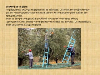 Συλλογή με τα χέρια
Το μάζεμα των ελιών με τα χέρια είναι το καλύτερο. Οι ειδικοί την συμβουλεύουν
για την παραγωγή ανώτερου ποιοτικά λαδιού. Κι είναι φυσικό γιατί οι ελιές δεν
τραυματίζονται.
Όταν τα δέντρα είναι χαμηλά η συλλογή γίνεται απ’ το έδαφος αλλιώς
χρησιμοποιούνται σκάλες για να φτάσουν τα κλαδιά του δέντρου. Οι επιτραπέζιες
ελιές μαζεύονται όλες με τα χέρια.
 